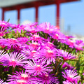 写真: 夏の光に煌めく“松葉菊”