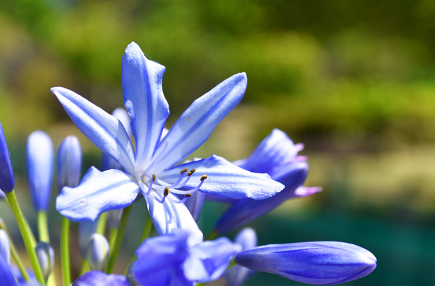 写真: 爽やかなアガパンサスの花