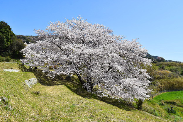 写真: 満開となった「たもやん桜」