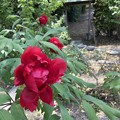 写真: 禅寺に咲く真紅の牡丹