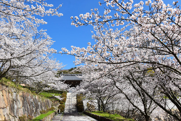 写真: 龍宝寺参道の春景色