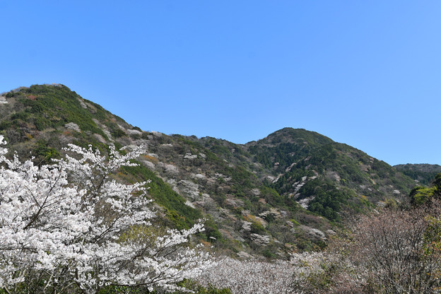 春の「里山」景色