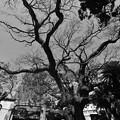 写真: 巨木 “ホルトノキ”