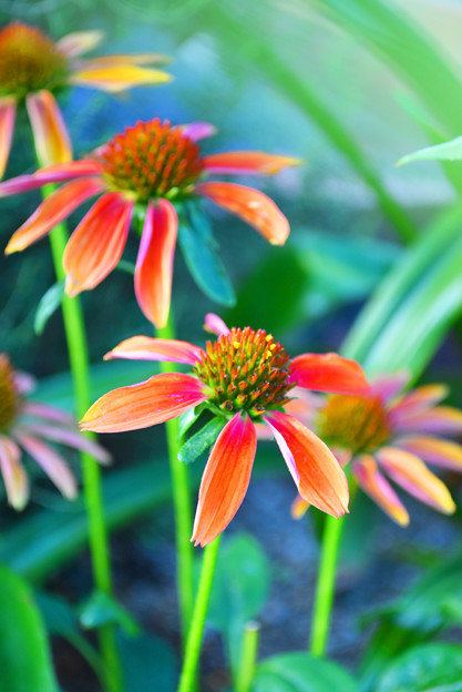 写真: 夏の花壇を彩る“エキナセア”