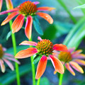 写真: 夏の花壇を彩る“エキナセア”
