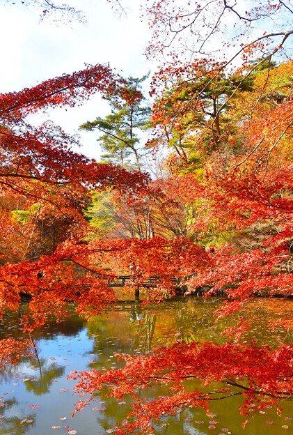 「六甲山」晩秋の紅葉