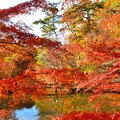 写真: 「六甲山」晩秋の紅葉