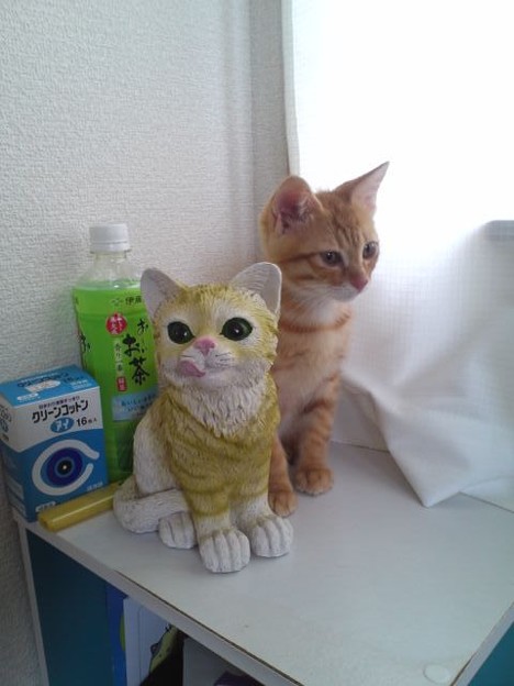 写真: 二匹の猫の人形？