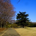 写真: 横浜根岸森林公園