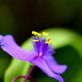 写真: 紫露草