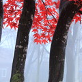 朝霧と紅葉