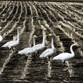 デントコーン畑の白鳥達