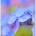 写真: 花壇の中の紫陽花