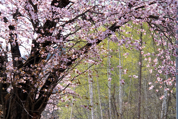 写真: 桜と白樺