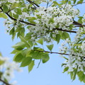 写真: 梨の木