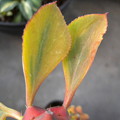 Photos: Monadenium ritchiei variegated