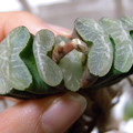 H.truncata seedling