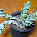 写真: Euphorbia tortirama