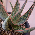 写真: Aloe cv. "Peppermint"