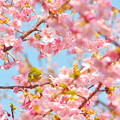 桜メジロ