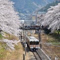 写真: 桜の花道を行く（副題：跨線橋は撮り鉄さんで大賑わい）