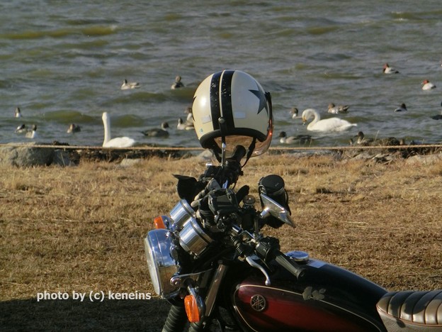写真: 2014 白鳥の湖（Лебединое озеро）