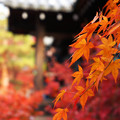 写真: 東福寺の紅葉