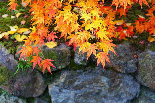 写真: 紅葉と石垣
