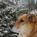 写真: 雪中犬