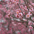 写真: 薄桃色の園