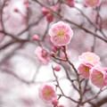 写真: 薄桃色の春景色