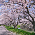 写真: 桜並木道