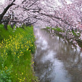 写真: 川沿いの桜
