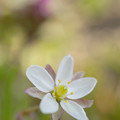 写真: 小さな野の花