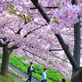 写真: 桜記念