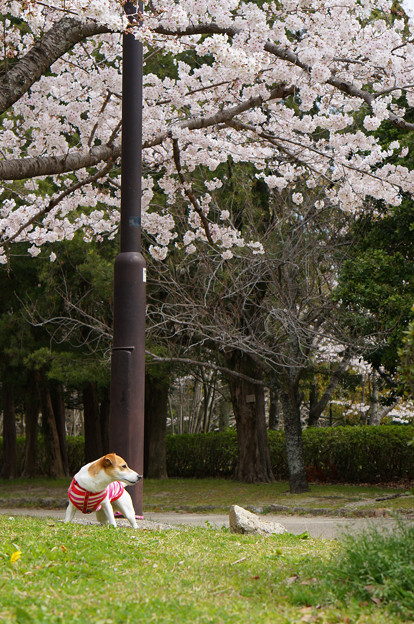 写真: 桜の下には…犬一匹