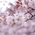 写真: さらさら桜