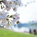 写真: 川沿いの桜並木
