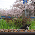 写真: 猫と桜