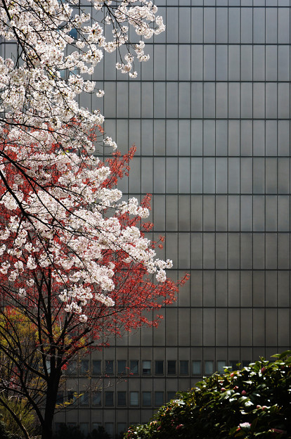 写真: オフィス街の桜