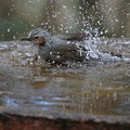 写真: ヒヨドリの水浴び！！