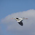 写真: 青サギの飛翔