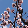 写真: 杏子の花