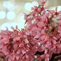写真: 桜＠盆栽。