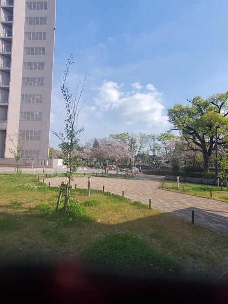 写真: 名大病院前の桜