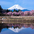 写真: 枝垂れ桜と富士山
