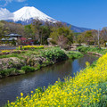 忍野の菜の花と富士山