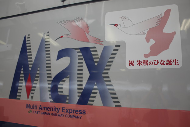 写真: 上越新幹線E1系　M6編成　Maxのロゴ（朱鷺のひなラッピング付）