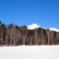 雪の平原と白樺林