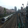 写真: 桜とE257系（東中野〜中野間にて。）